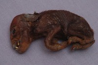 藏品(家豬的畸形胎兒)的圖片